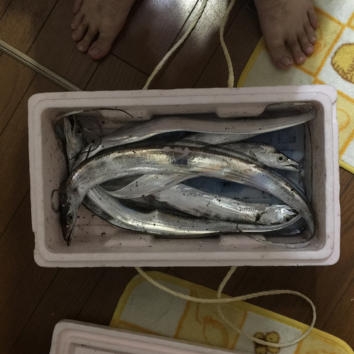 タチウオの釣果