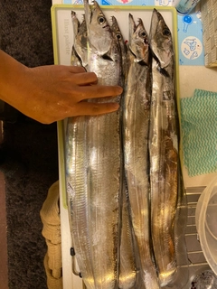 タチウオの釣果