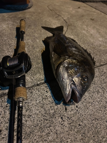 クロムツの釣果