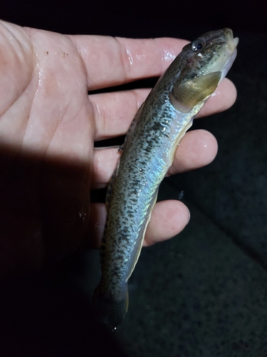 マハゼの釣果