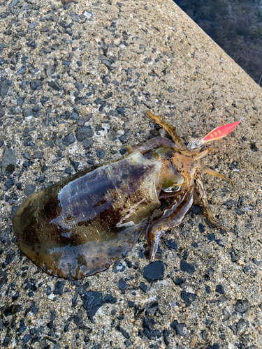 アオリイカの釣果