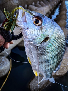 キビレの釣果