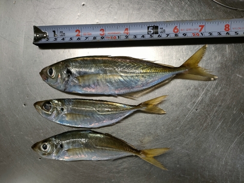 アジの釣果