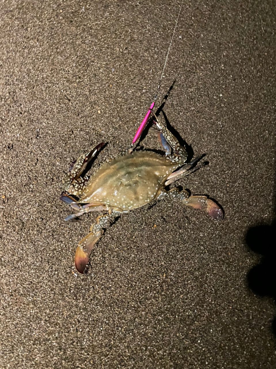 マゴチ