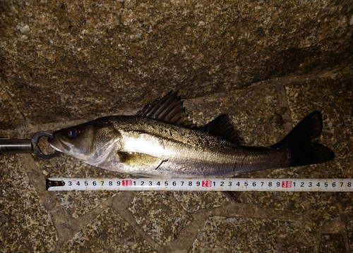 シーバスの釣果