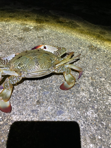 タイワンガザミの釣果