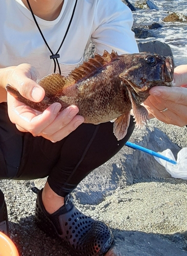 ムラソイの釣果