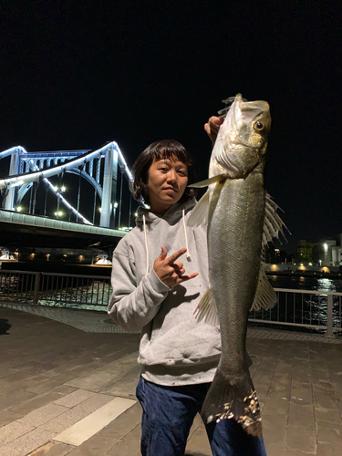 シーバスの釣果