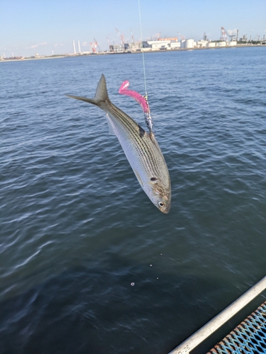 コノシロの釣果