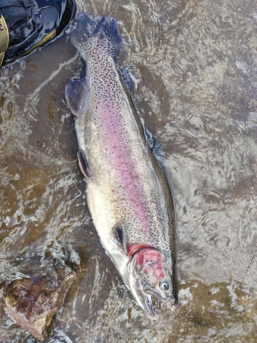 ニジマスの釣果