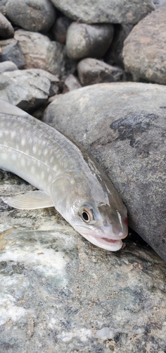 ニジマスの釣果