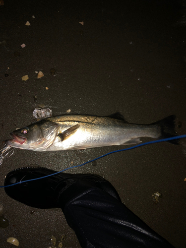 フッコ（マルスズキ）の釣果