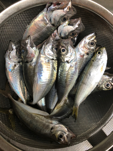 アジの釣果