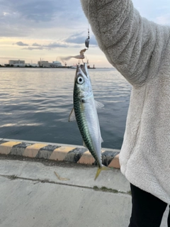 マサバの釣果