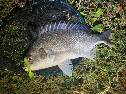 キビレの釣果