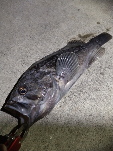 クロソイの釣果