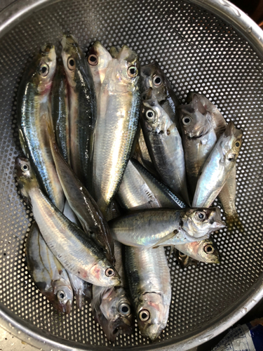 アジの釣果