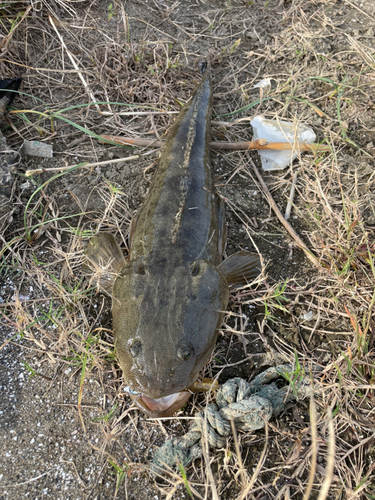 マゴチの釣果