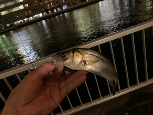 スズキの釣果