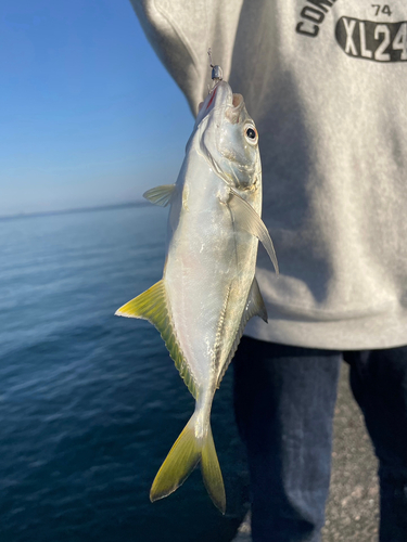 オニヒラアジの釣果