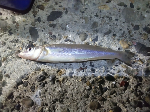 キスの釣果