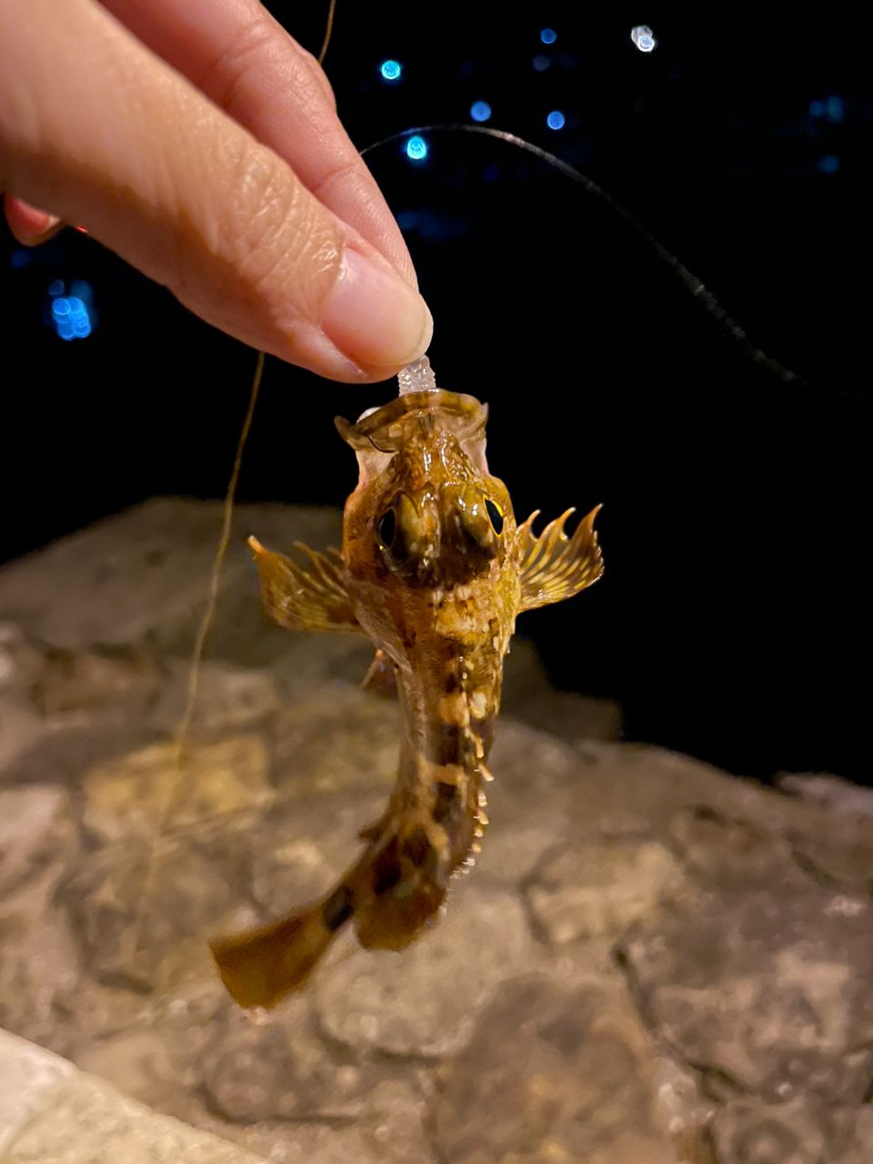 カサゴ