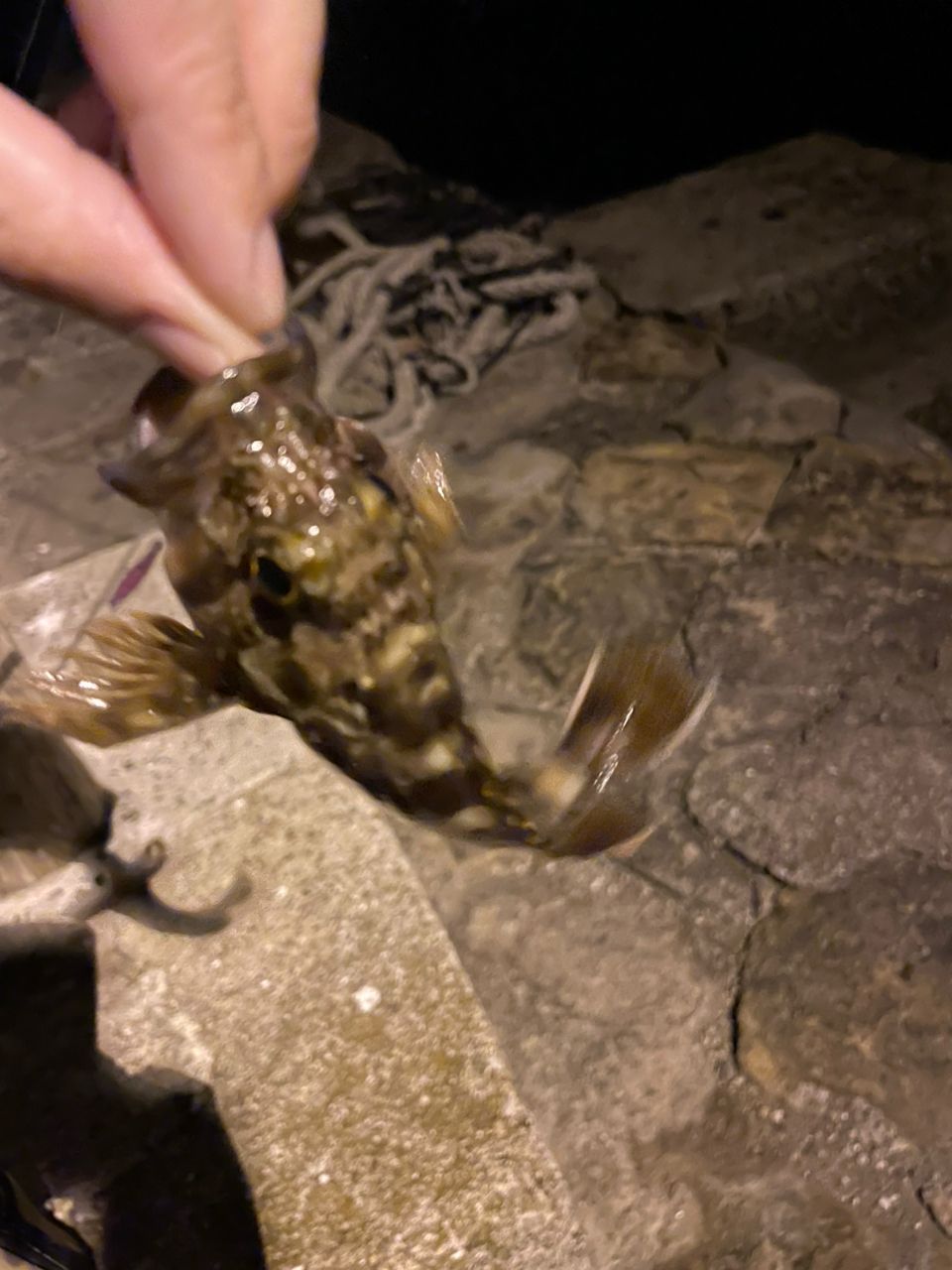 カサゴ