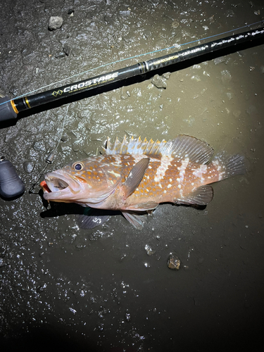 アコウの釣果