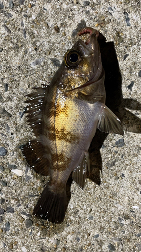 メバルの釣果