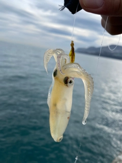 ヒイカの釣果