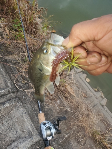 ブラックバスの釣果