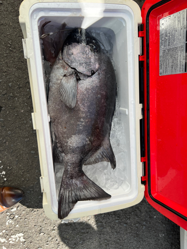 イシダイの釣果