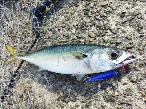 サバの釣果