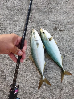 ハマチの釣果