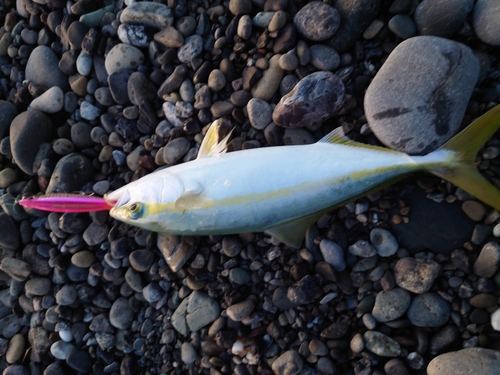 ワカナゴの釣果