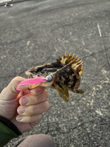 タケノコメバルの釣果