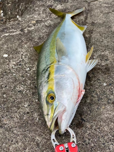 イナダの釣果