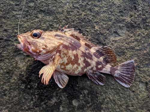 カサゴの釣果