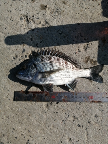 クロダイの釣果