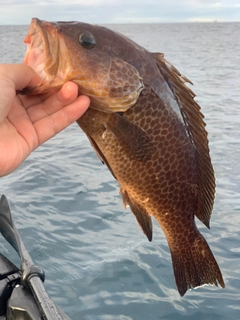 オオモンハタの釣果