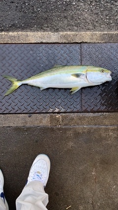 ハマチの釣果