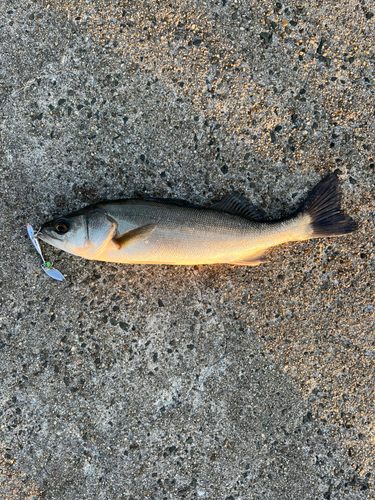 セイゴ（タイリクスズキ）の釣果