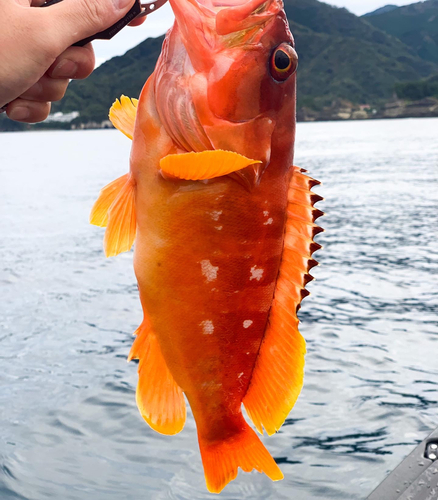 アカハタの釣果