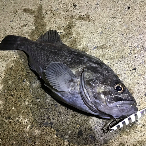 クロソイの釣果