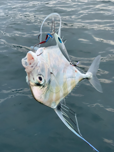 イトヒキアジの釣果