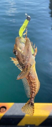 アナハゼの釣果