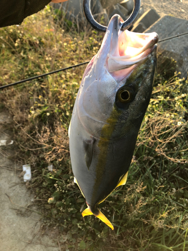 イナダの釣果