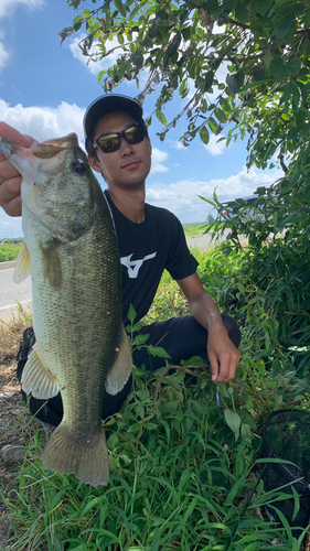 ブラックバスの釣果