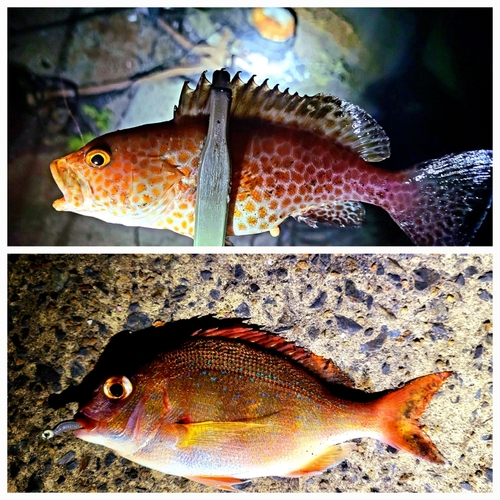 オオモンハタの釣果