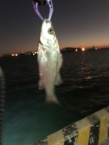 セイゴ（マルスズキ）の釣果